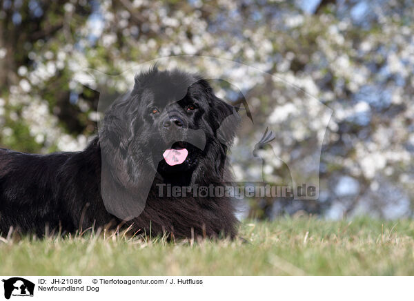 liegender Neufundlnder / Newfoundland Dog / JH-21086