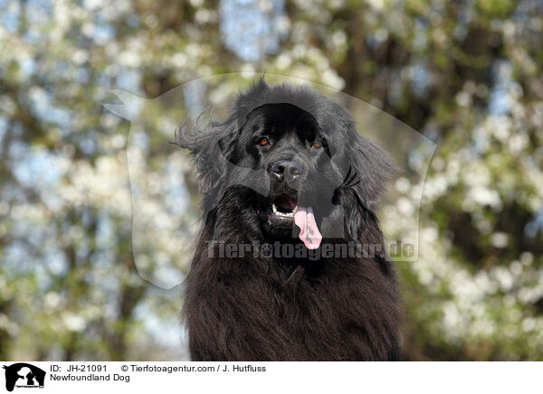 Neufundlnder Portrait / Newfoundland Dog / JH-21091