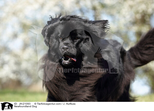 Neufundlnder Portrait / Newfoundland Dog / JH-21093