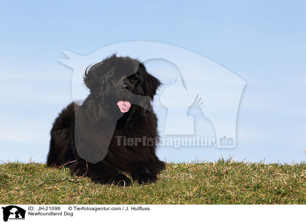 liegender Neufundlnder / Newfoundland Dog / JH-21096