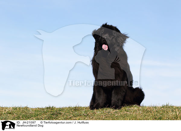 sitzender Neufundlnder / Newfoundland Dog / JH-21097