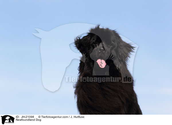 Neufundlnder Portrait / Newfoundland Dog / JH-21098