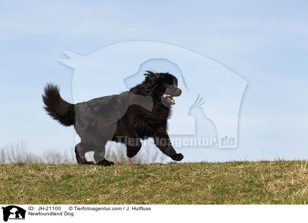 rennender Neufundlnder / Newfoundland Dog / JH-21100