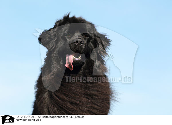 Newfoundland Dog / JH-21106