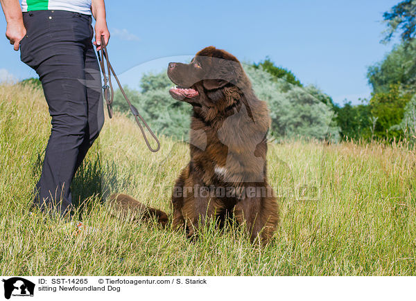 sitting Newfoundland Dog / SST-14265