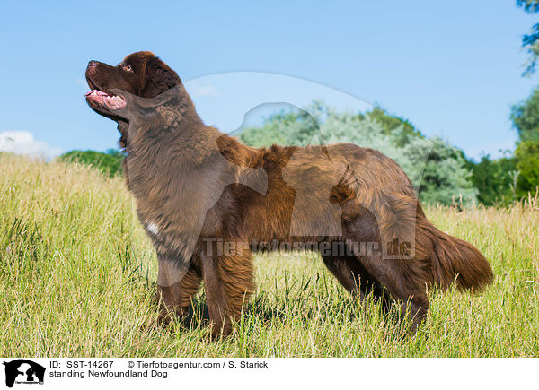 stehender Neufundlnder / standing Newfoundland Dog / SST-14267