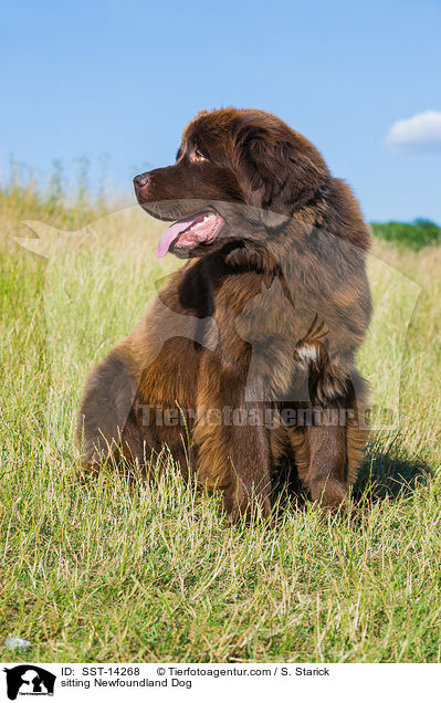 sitzender Neufundlnder / sitting Newfoundland Dog / SST-14268