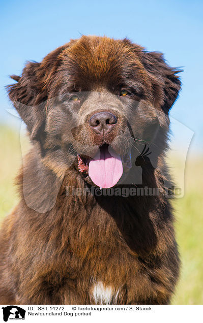 Newfoundland Dog portrait / SST-14272