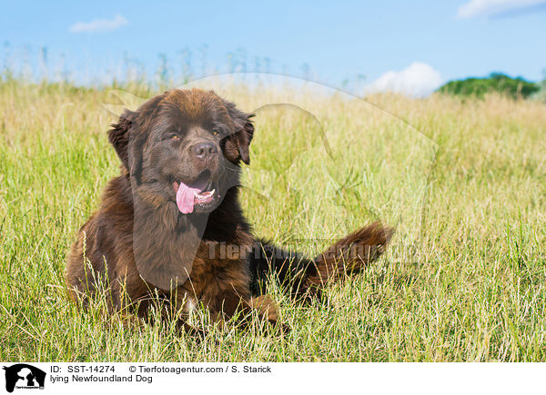 liegender Neufundlnder / lying Newfoundland Dog / SST-14274