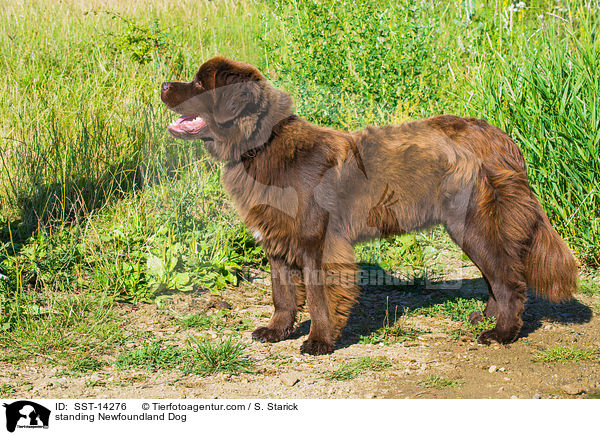 stehender Neufundlnder / standing Newfoundland Dog / SST-14276