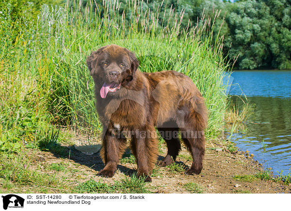 standing Newfoundland Dog / SST-14280