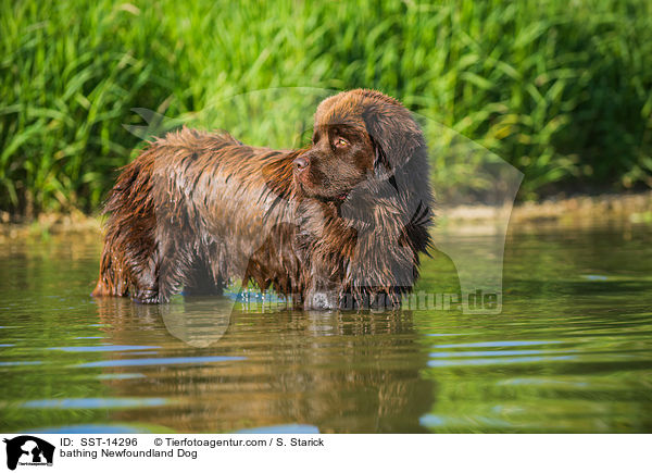 badender Neufundlnder / bathing Newfoundland Dog / SST-14296