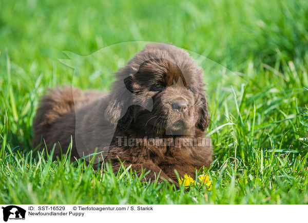 Neufundlnder Welpe / Newfoundlander Puppy / SST-16529