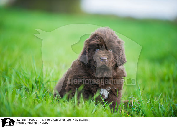 Neufundlnder Welpe / Newfoundlander Puppy / SST-16536