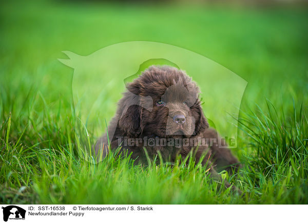 Neufundlnder Welpe / Newfoundlander Puppy / SST-16538