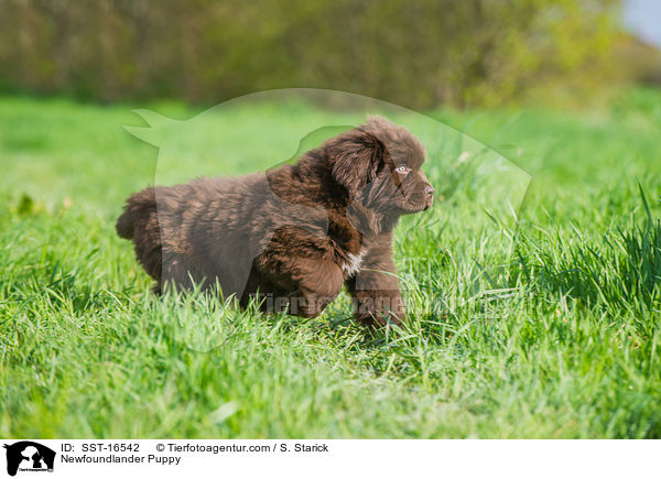 Neufundlnder Welpe / Newfoundlander Puppy / SST-16542