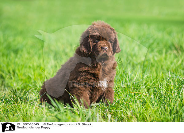 Neufundlnder Welpe / Newfoundlander Puppy / SST-16545