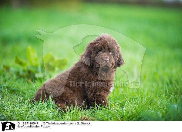 Neufundlnder Welpe / Newfoundlander Puppy / SST-16547