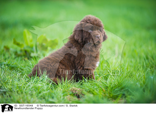 Newfoundlander Puppy / SST-16548