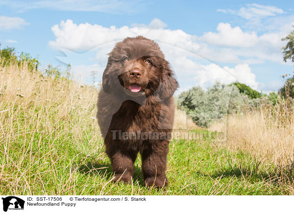 Newfoundland Puppy / SST-17506