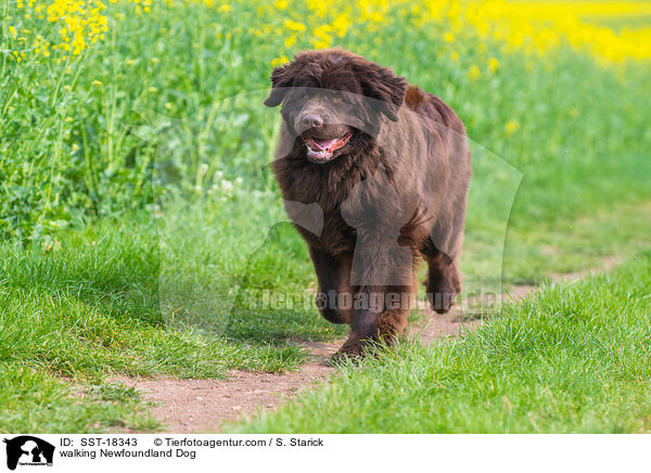 walking Newfoundland Dog / SST-18343