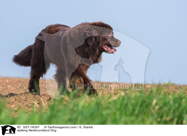 laufender Neufundlnder / walking Newfoundland Dog / SST-18347