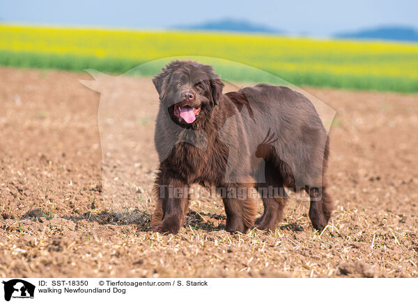 laufender Neufundlnder / walking Newfoundland Dog / SST-18350