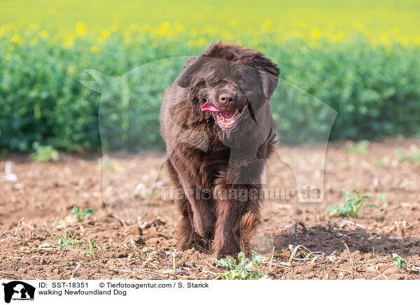 laufender Neufundlnder / walking Newfoundland Dog / SST-18351