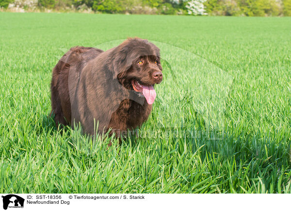 Neufundlnder / Newfoundland Dog / SST-18356