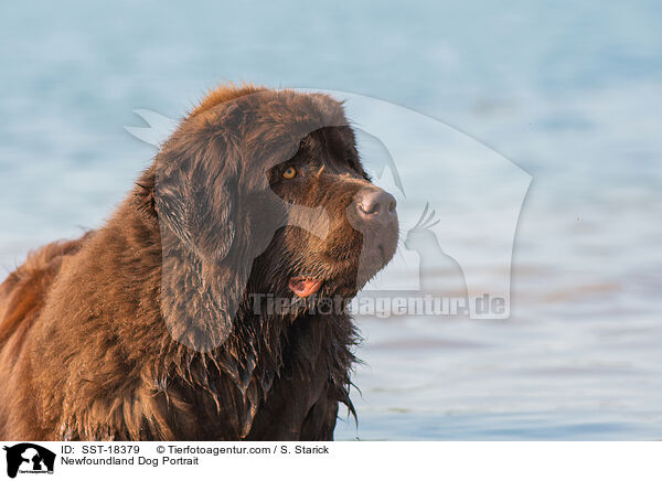 Neufundlnder Portrait / Newfoundland Dog Portrait / SST-18379