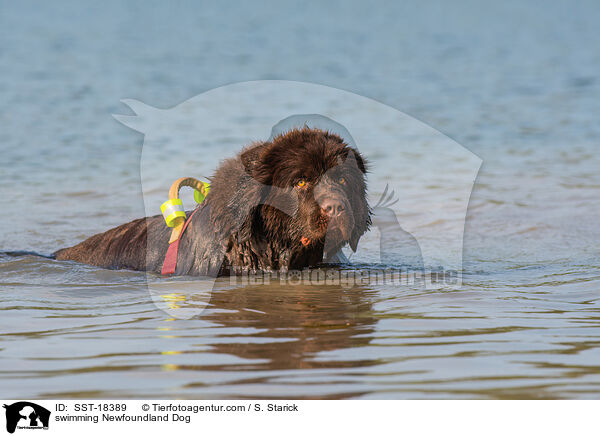 swimming Newfoundland Dog / SST-18389