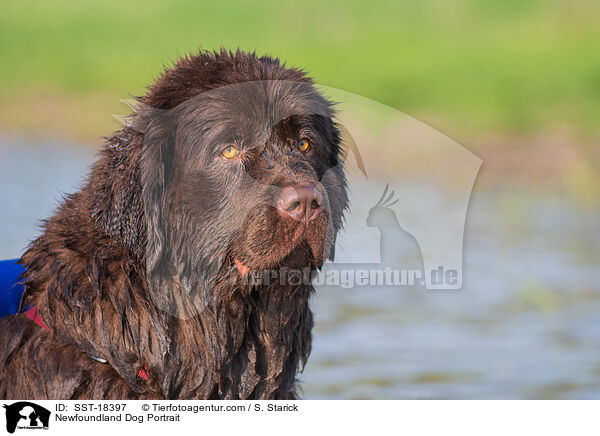 Neufundlnder Portrait / Newfoundland Dog Portrait / SST-18397