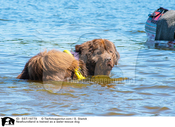 Neufundlnder wird ausgebildet zum Wasserrettungshund / Newfoundland is trained as a water rescue dog / SST-18779