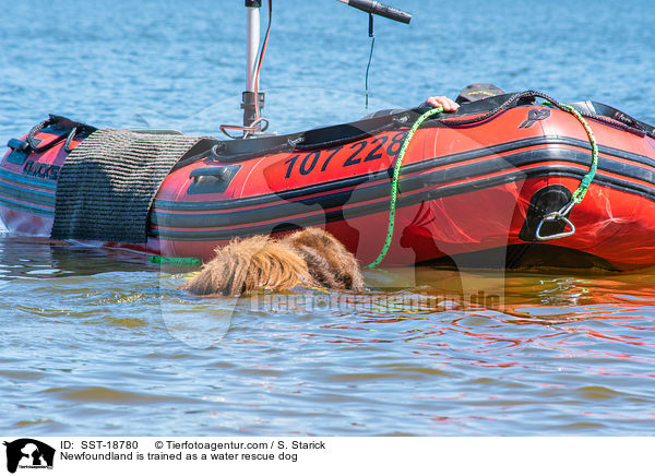 Neufundlnder wird ausgebildet zum Wasserrettungshund / Newfoundland is trained as a water rescue dog / SST-18780