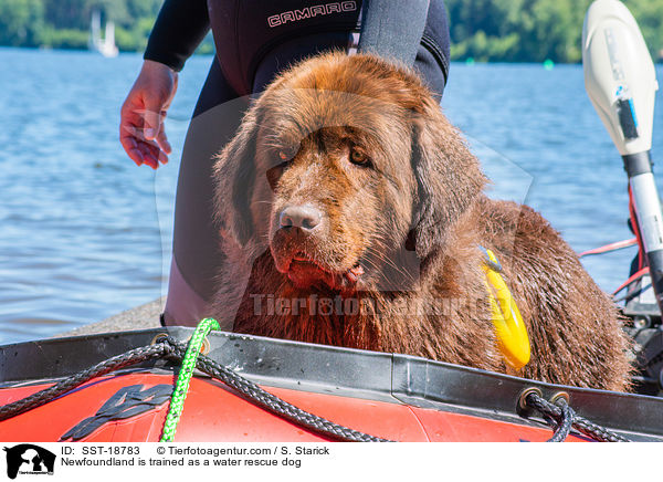 Neufundlnder wird ausgebildet zum Wasserrettungshund / Newfoundland is trained as a water rescue dog / SST-18783