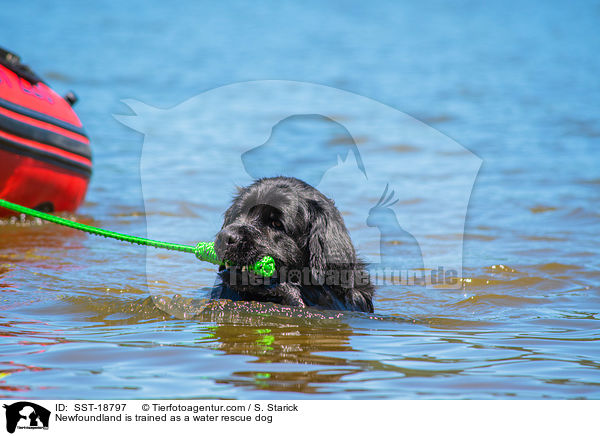 Neufundlnder wird ausgebildet zum Wasserrettungshund / Newfoundland is trained as a water rescue dog / SST-18797