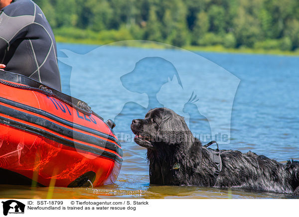 Neufundlnder wird ausgebildet zum Wasserrettungshund / Newfoundland is trained as a water rescue dog / SST-18799
