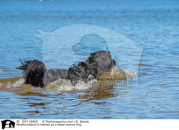 Neufundlnder wird ausgebildet zum Wasserrettungshund / Newfoundland is trained as a water rescue dog / SST-18800