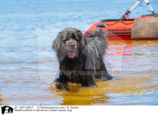 Neufundlnder wird ausgebildet zum Wasserrettungshund / Newfoundland is trained as a water rescue dog / SST-18817