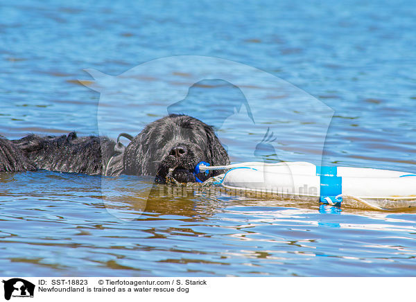 Newfoundland is trained as a water rescue dog / SST-18823