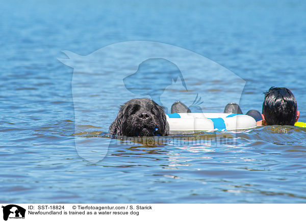 Neufundlnder wird ausgebildet zum Wasserrettungshund / Newfoundland is trained as a water rescue dog / SST-18824
