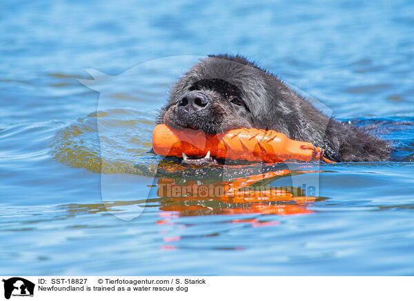 Neufundlnder wird ausgebildet zum Wasserrettungshund / Newfoundland is trained as a water rescue dog / SST-18827