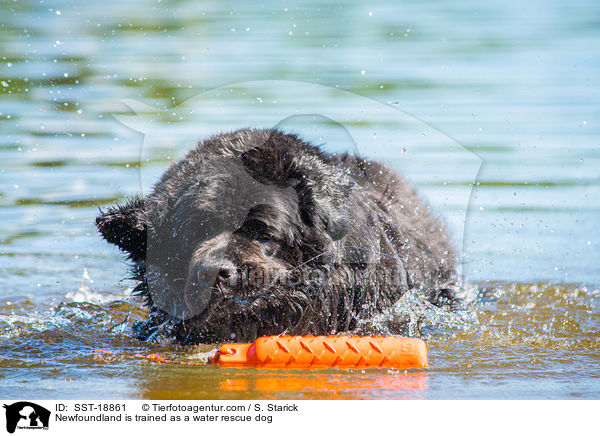 Neufundlnder wird ausgebildet zum Wasserrettungshund / Newfoundland is trained as a water rescue dog / SST-18861