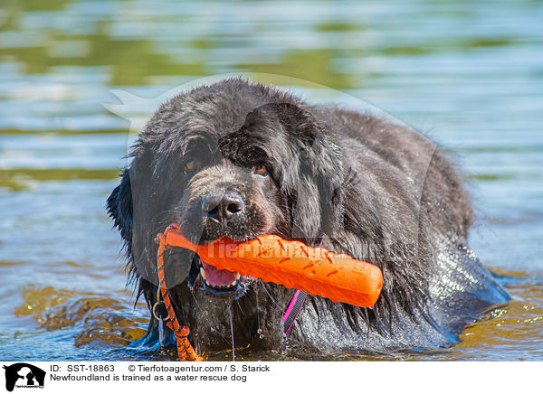 Neufundlnder wird ausgebildet zum Wasserrettungshund / Newfoundland is trained as a water rescue dog / SST-18863