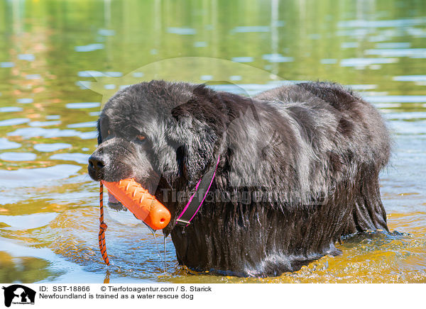 Neufundlnder wird ausgebildet zum Wasserrettungshund / Newfoundland is trained as a water rescue dog / SST-18866