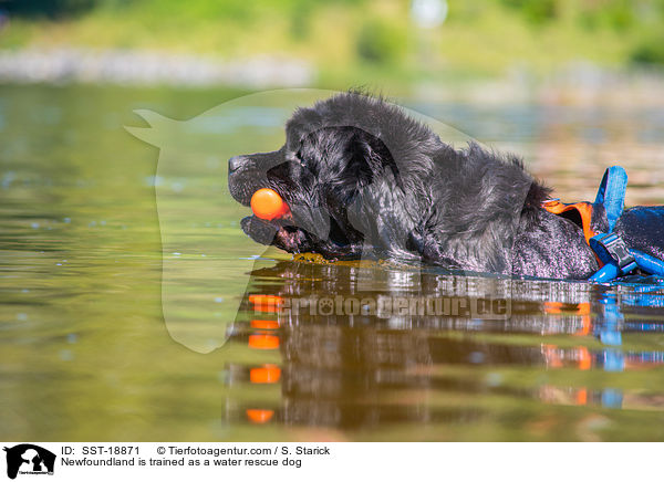 Neufundlnder wird ausgebildet zum Wasserrettungshund / Newfoundland is trained as a water rescue dog / SST-18871