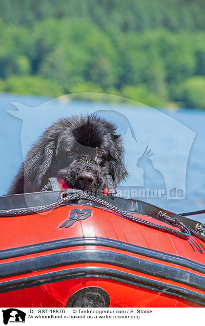Neufundlnder wird ausgebildet zum Wasserrettungshund / Newfoundland is trained as a water rescue dog / SST-18876