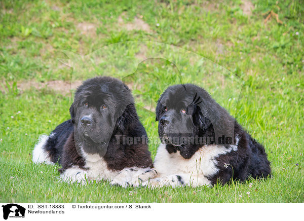 Neufundlnder / Newfoundlands / SST-18883