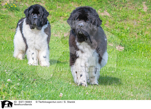 Neufundlnder / Newfoundlands / SST-18884