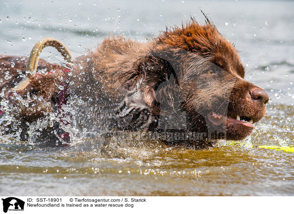 Neufundlnder wird ausgebildet zum Wasserrettungshund / Newfoundland is trained as a water rescue dog / SST-18901